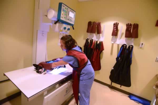 decorative image of 1107-PSC-VetTech-lab-e1478616935187_qu8t33 , PSC Hosts Vet Tech Open House Nov. 10 2017-01-17 14:09:35