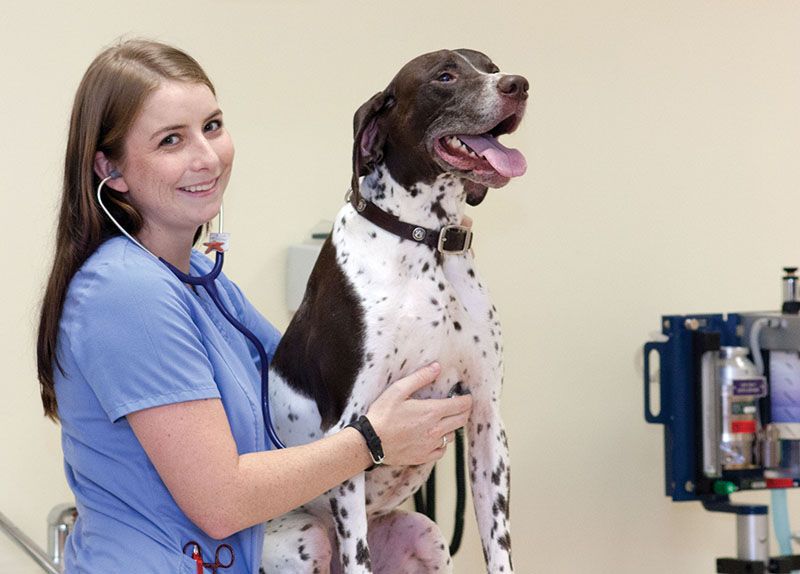 VetTech12_041 decorative image of VetTech12_041 , Auto Draft 2018-11-08 14:37:51