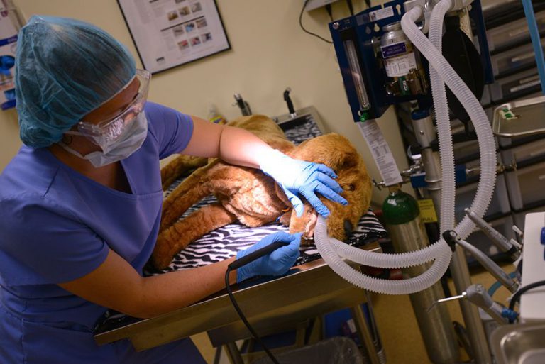 Veterinary technician student assisting with pet surgery at Pensacola State Vet Tech Open House.