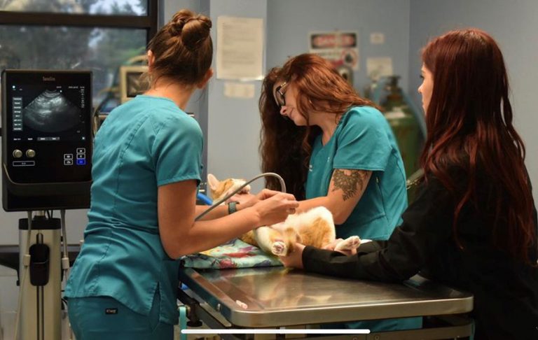 Veterinary tech students at PSC conducting pet ultrasound for hands-on veterinary training.