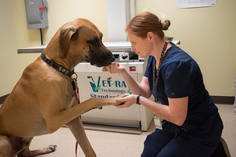 Veterinary technician student practicing skills with a dog at Pensacola State College vet tech progr.