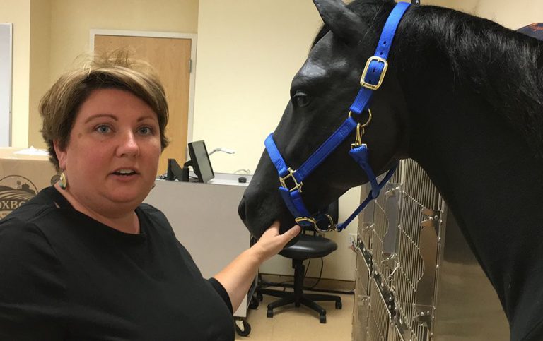 Veterinary technology student interacting with a horse in a college training facility.