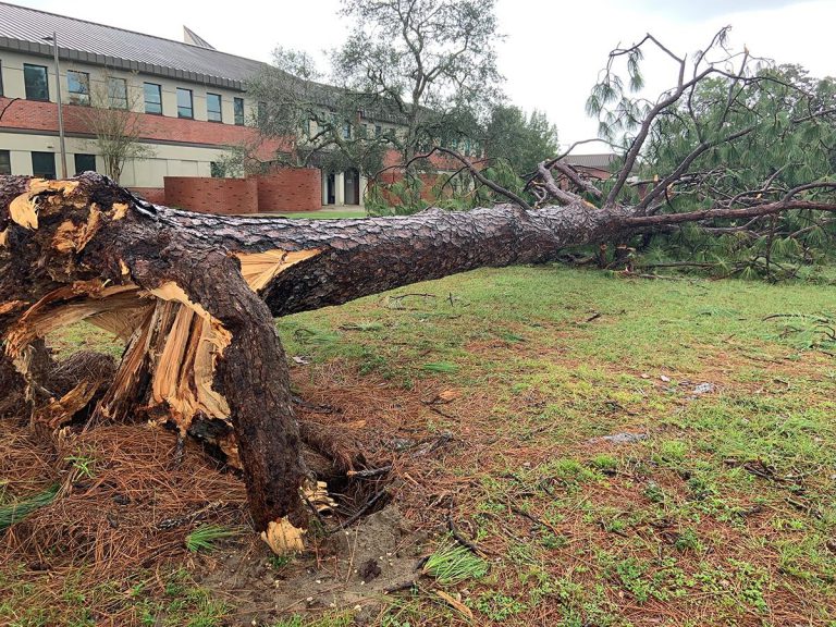 Hurricane Sally caused significant damage to trees and landscape at Pensacola State College.